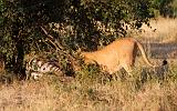 TANZANIA - Serengeti National Park - Leonessa con preda (Zebra) - 4